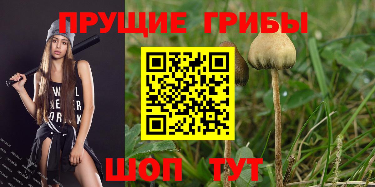 Галлюциногенные грибы Psilocybine cubensis Гай
